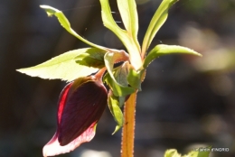 fleurs de janvier ,coucher de soleil,compo de tulipes 032.JPG