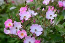 fête de la fraise Vergt,roses jardin 091.JPG
