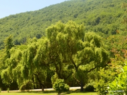 le jardin de Frescati,roses 104.JPG