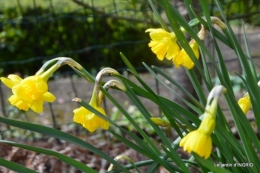 Romane,arbre de Paques,chez Bernadette,jardin 077.JPG