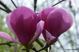 tulipes,Julie,golf,jardin 012.jpg