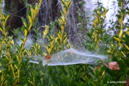 brouillard le matin d'automne 036.JPG