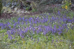fleurs Ciron,jardin,canards,coucous,mauvaise herbe 124.JPG