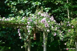 cygnes,Sophie,jardin en mai 022.JPG