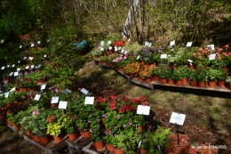 coquelicots,fête des fleurs Lalinde,fouleix,jardinage 135.JPG