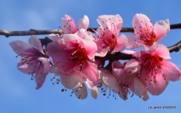 jardin printemps 065.JPG