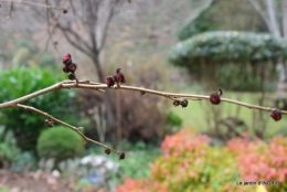 jardin d'hiver 045.JPG