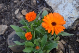 avant tonte,après,euphorbes,tulipes botaniques,autres 064.JPG