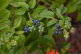 pyracantha,cotoneostère,phitollaca,savonnier,fusain,raisin,kaki,févier,calicarpa,cynorrhodrons