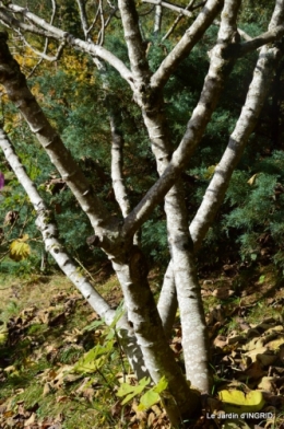 les arbres en automne,cabane 105.JPG
