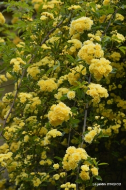 cygnes,cartes,scènes de jardin,;rosier de Banks 017.JPG