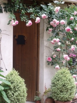 rosier grimpant,