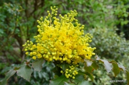 printemps,osier,tipi 023.JPG