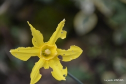 jonquilles