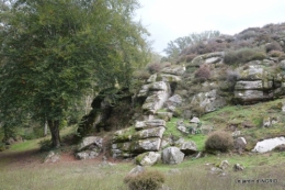 la Sedelle,étang de Riault,cyclamens 076.jpg