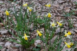 les jonquilles des bois 003.jpg
