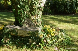 cygnes,jardin,apres la tonte 073.JPG