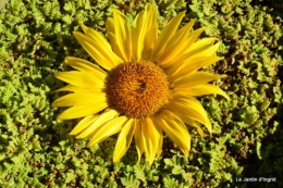 jardin,canal,oies,tournesols,bracelets,visites 123.JPG