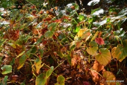 automne,arbres,inondation 095.JPG