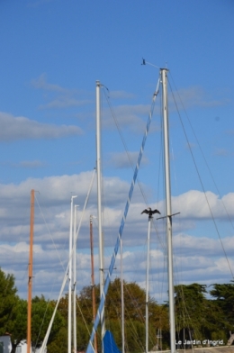 l ile de Ré,jardin automne 092.JPG