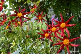 jardin octobre,chez Marylaur,Arnaud ,Ariane,la mer,sauges 030.JPG