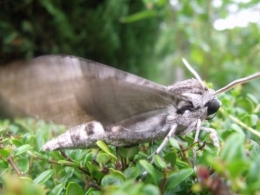 papillon.nuit,7 pigeonniers,Queyssac,jardin 009.JPG