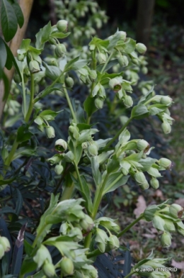hélébores,bruyères,arbustes fleuries,mésanges 009.JPG