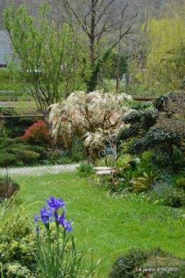 jardin confiné ,osier,magnolia jaune 074.JPG