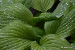 jardin avril 001.JPG