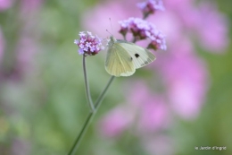 coeur des fleurs,papillons,libellules 126.JPG