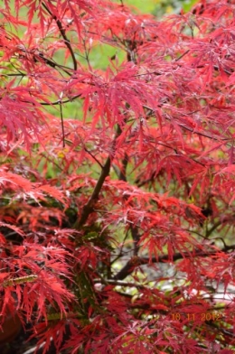 petit érable,le canal et lejardin àl'automne 065.JPG