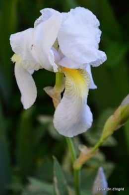 géraniums,glycine Monpazier,cabane,arums,fleurs sauvages 021.JPG
