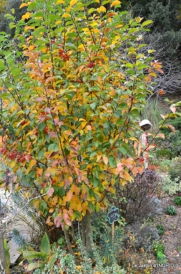 les arbres en automne,cabane 021.JPG