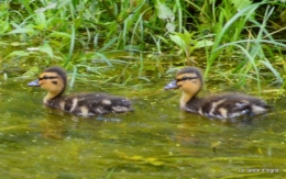 puces Lalinde,bébés canards,au moulin souci 074.JPG