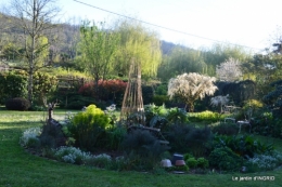 jardin confiné ,osier,magnolia jaune 160.JPG