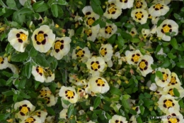 maison,jardin Bernadette,et jardin Claudine 080.JPG