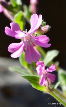 géraniums,glycine Monpazier,cabane,arums,fleurs sauvages 028.JPG