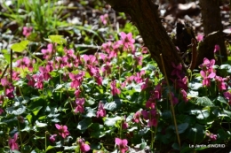 grues ,jonquilles,violettes,Nikky 017.JPG
