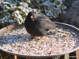 jardin givré,oiseaux 098.JPG