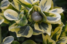 jardin octobre,chez Marylaur,Arnaud ,Ariane,la mer,sauges 013.JPG
