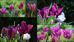 2014-04-15 Ciron,pivoine,escargot,jardin,ancolie,glycine.jpg