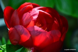 Fouleix,cygnes,Inès,jardin 078.JPG