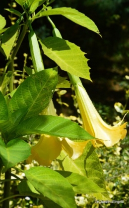 datura,SNCF,araignée,course serveurs 049.JPG