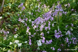 colline,orchidée,nature,jardin fleuri 028.JPG