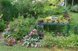 portes ouvertes,taille marguerittes,jardin 023.JPG