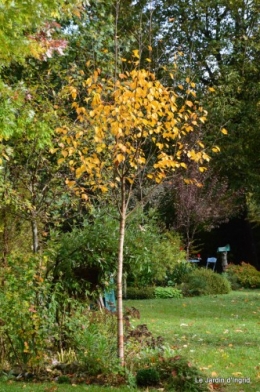 automne,arbres,inondation 002.JPG