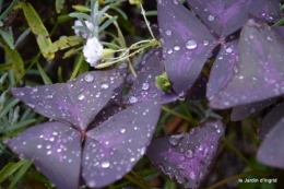 ombre,St Astier,St georges de Monclar,pluie,kois 093.JPG