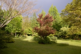 jardin,premières roses,colline,avant l'orage 111.JPG