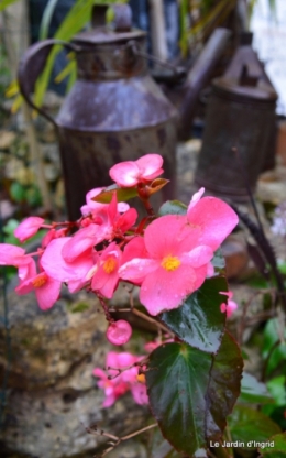 les tons roses,choux frisés,automne 069.JPG