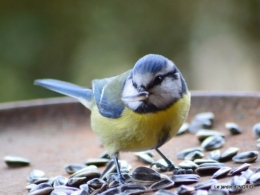 première neige,givre,chemins colline,oiseaux 126.JPG